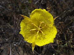 calochortus weedii